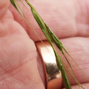 Microlaena stipoides at Franklin, ACT - 24 Feb 2021