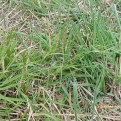 Microlaena stipoides at Franklin, ACT - 24 Feb 2021