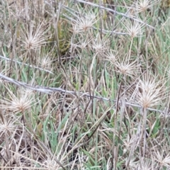 Hordeum marinum (Seaside Barley Grass) at Franklin, ACT - 24 Feb 2021 by tpreston