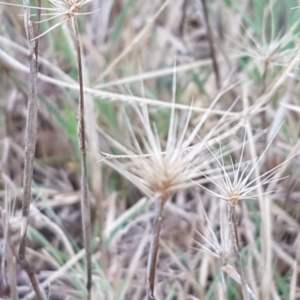 Hordeum marinum at Franklin, ACT - 24 Feb 2021 04:04 PM