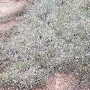 Hordeum marinum at Franklin, ACT - 24 Feb 2021 04:04 PM