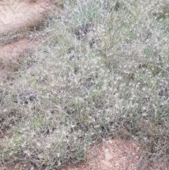 Hordeum marinum at Franklin, ACT - 24 Feb 2021