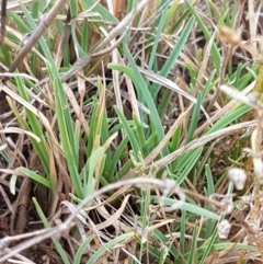 Hordeum marinum at Franklin, ACT - 24 Feb 2021 04:04 PM