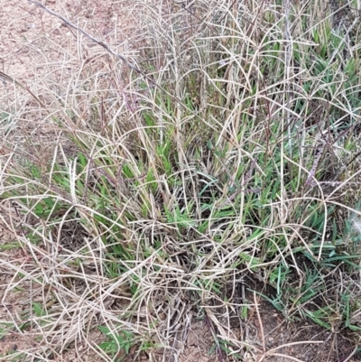 Cynodon dactylon (Couch Grass) at Franklin, ACT - 24 Feb 2021 by tpreston