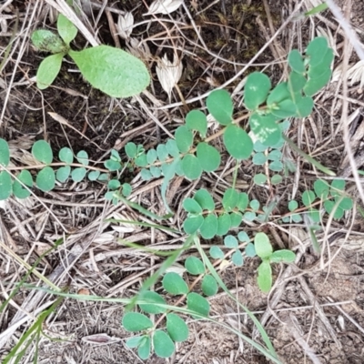 Euphorbia dallachyana (Mat Spurge, Caustic Weed) at Budjan Galindji (Franklin Grassland) Reserve - 24 Feb 2021 by trevorpreston