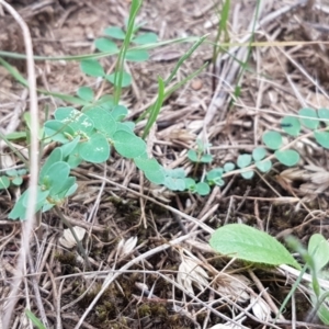 Euphorbia dallachyana at Franklin, ACT - 24 Feb 2021