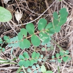 Euphorbia dallachyana at Franklin, ACT - 24 Feb 2021 04:14 PM