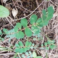 Euphorbia dallachyana at Franklin, ACT - 24 Feb 2021