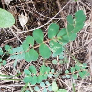 Euphorbia dallachyana at Franklin, ACT - 24 Feb 2021