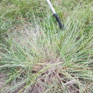 Eragrostis curvula at Franklin, ACT - 24 Feb 2021