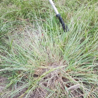 Eragrostis curvula (African Lovegrass) at Franklin, ACT - 24 Feb 2021 by tpreston