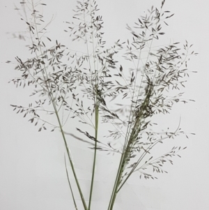 Eragrostis curvula at Franklin, ACT - 24 Feb 2021 04:58 PM