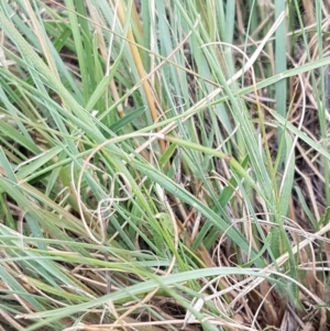 Eragrostis curvula at Franklin, ACT - 24 Feb 2021 04:58 PM