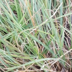 Eragrostis curvula at Franklin, ACT - 24 Feb 2021