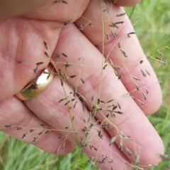 Eragrostis curvula at Franklin, ACT - 24 Feb 2021