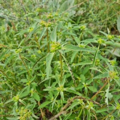 Euphorbia davidii (David's Spurge) at Jerrabomberra, ACT - 23 Feb 2021 by Mike