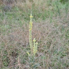 Verbascum thapsus subsp. thapsus (Great Mullein, Aaron's Rod) at Jerrabomberra, ACT - 23 Feb 2021 by Mike