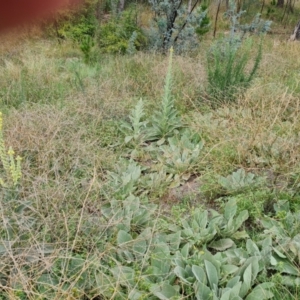 Verbascum thapsus subsp. thapsus at Jerrabomberra, ACT - 23 Feb 2021