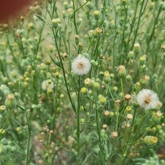 Erigeron bonariensis (Flaxleaf Fleabane) at Isaacs Ridge and Nearby - 23 Feb 2021 by Mike