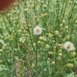 Erigeron bonariensis at Jerrabomberra, ACT - 23 Feb 2021