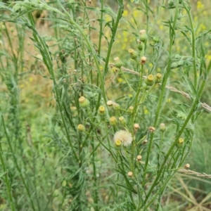 Erigeron bonariensis at Jerrabomberra, ACT - 23 Feb 2021