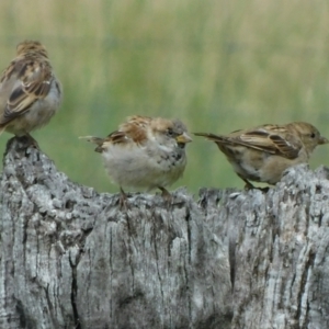 Passer domesticus at Symonston, ACT - 24 Feb 2021 03:16 PM