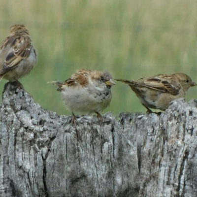 Passer domesticus (House Sparrow) at Symonston, ACT - 24 Feb 2021 by CallumBraeRuralProperty