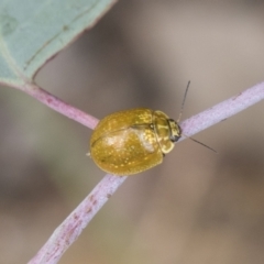 Paropsisterna cloelia (Eucalyptus variegated beetle) at Higgins, ACT - 24 Feb 2021 by AlisonMilton