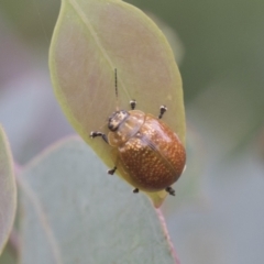 Paropsisterna cloelia at Higgins, ACT - 24 Feb 2021