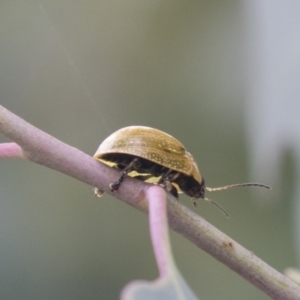 Paropsisterna cloelia at Higgins, ACT - 24 Feb 2021 11:01 AM