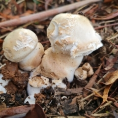 Unidentified Fungus (TBC) at Watson, ACT - 12 Feb 2021 by sbittinger