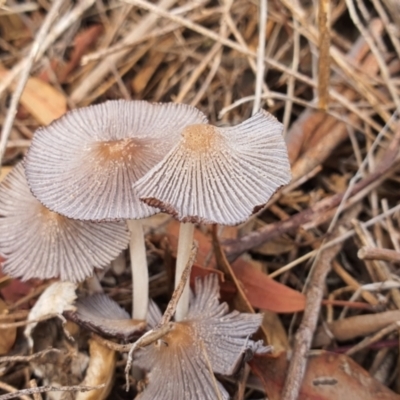 Coprinellus etc. (An Inkcap) at Black Mountain - 6 Mar 2020 by sbittinger