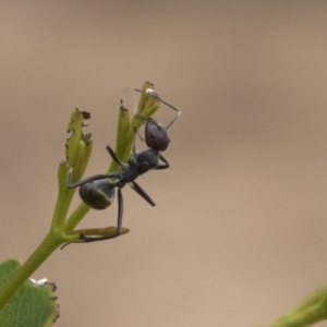 Camponotus suffusus at Higgins, ACT - 24 Feb 2021