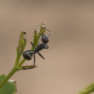 Camponotus suffusus at Higgins, ACT - 24 Feb 2021 11:24 AM