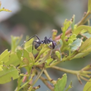 Camponotus suffusus at Higgins, ACT - 24 Feb 2021