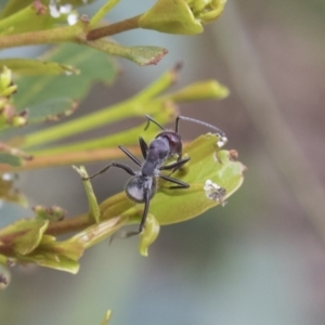 Camponotus suffusus at Higgins, ACT - 24 Feb 2021