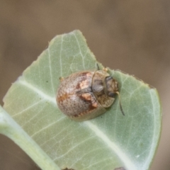 Paropsisterna m-fuscum (Eucalyptus Leaf Beetle) at Higgins, ACT - 24 Feb 2021 by AlisonMilton