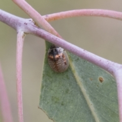 Paropsisterna m-fuscum at Higgins, ACT - 24 Feb 2021 11:30 AM