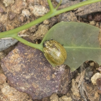 Paropsisterna cloelia (Eucalyptus variegated beetle) at Higgins, ACT - 24 Feb 2021 by AlisonMilton