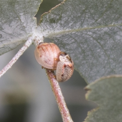 Paropsisterna m-fuscum (Eucalyptus Leaf Beetle) at Higgins, ACT - 24 Feb 2021 by AlisonMilton