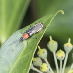 Chauliognathus tricolor at Higgins, ACT - 24 Feb 2021