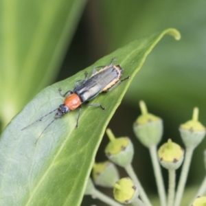 Chauliognathus tricolor at Higgins, ACT - 24 Feb 2021