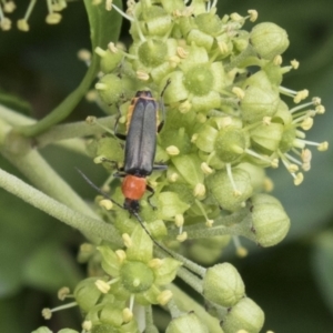 Chauliognathus tricolor at Higgins, ACT - 24 Feb 2021