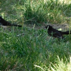 Rhipidura leucophrys (Willie Wagtail) at Symonston, ACT - 22 Feb 2021 by CallumBraeRuralProperty