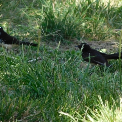 Rhipidura leucophrys (Willie Wagtail) at Symonston, ACT - 22 Feb 2021 by CallumBraeRuralProperty