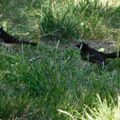 Rhipidura leucophrys (Willie Wagtail) at Symonston, ACT - 22 Feb 2021 by CallumBraeRuralProperty