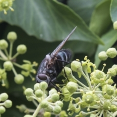 Rutilia (Donovanius) sp. (genus & subgenus) at Higgins, ACT - 24 Feb 2021