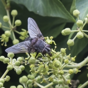 Rutilia (Donovanius) sp. (genus & subgenus) at Higgins, ACT - 24 Feb 2021