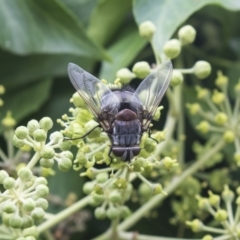 Rutilia (Donovanius) sp. (genus & subgenus) at Higgins, ACT - 24 Feb 2021