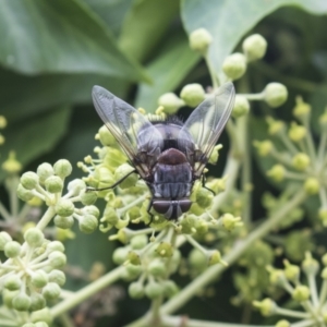 Rutilia (Donovanius) sp. (genus & subgenus) at Higgins, ACT - 24 Feb 2021